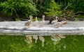 Pink flamingos in zoo Royalty Free Stock Photo