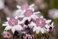 Pink Flannel Flowers Royalty Free Stock Photo