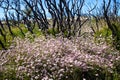 Pink Flannel Flowers