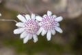 Pink Flannel Flowers