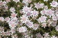 Pink Flannel Flowers