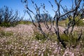 Pink Flannel Flowers Royalty Free Stock Photo