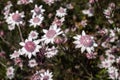 Pink Flannel Flowers