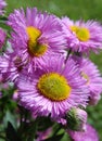 Pink Fleabane Royalty Free Stock Photo