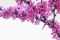 Eastern Redbud/ Cercis tree branch with blooming pink color flowers, isolated. Close-up photo.