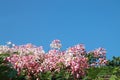 Pink flora flower thailand on blur sky