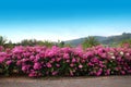 Pink flora flower thailand on blur sky