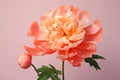 Pink floral flower peony art nature colorful macro beauty plant