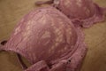 Pink floral lace women luxury push up bra shot with macro mode. Royalty Free Stock Photo