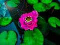 Pink florescent Lotus in the water tub at the morning time