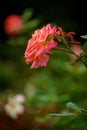 Pink Floribunda Rose