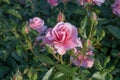 Pink floribunda rose flower and buds