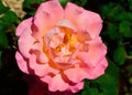 A bright pink rose in the spring sunlight