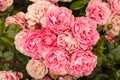 Pink floribunda roses in bloom