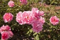 Pink Floribunda Roses