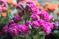 Pink Florist Kalanchoe Beautiful Flower With Blur Flower Background Royalty Free Stock Photo