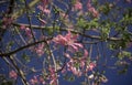Pink Floss-Silk Tree Royalty Free Stock Photo