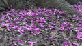 Pink floss-silk tree petals by the tree roots