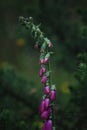 A pink flour in a mountain, in the nature.