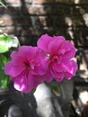 Pink flowe of a geranium