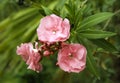 Pink flower