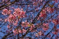 Pink flower