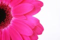 Pink flower Royalty Free Stock Photo