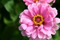 Pink flower