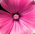 Pink flower