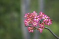 Pink flower or Adenium background blurry green leaves Royalty Free Stock Photo