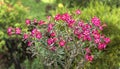 Pink Flower, Adenium obesum tree, Desert Rose, Impala Lily