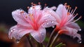 Enigmatic Tropics: Pink Flower With Water Droplets In The Rain Royalty Free Stock Photo