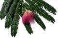 Pink flower albizia from the family of acacia