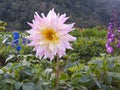 Pink Flower, Ang Khang Thailand