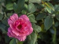 A pink flower of Arembepe
