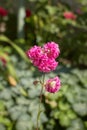 Pink flower of Armeria Pom Pom Rose or Mesmerizing Miniature Roses