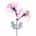 Minimalistic 3d Illustration Of Pink Daisy Flowers In Iodine Scan