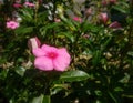 Pink flower as main objet
