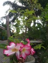 pink flower in asia garden rainforest flower background