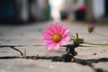 Pink flower asphalt. Generate Ai Royalty Free Stock Photo