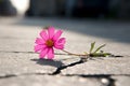 Pink flower asphalt street. Generate Ai Royalty Free Stock Photo