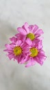 Pink Flower Aster Chrysant Royalty Free Stock Photo