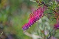 Pink flower of the Australian native Grevillea Rowdy variety