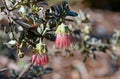 Pink flower of the Australian native Wild Rose, Diplolaena mollis, family Rutaceae Royalty Free Stock Photo