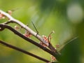 Pink flower bud on branch Averrhoa carambola star fruit Magnoliophyta Royalty Free Stock Photo