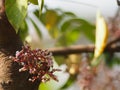 Pink flower Averrhoa carambola star fruit Magnoliophyta Royalty Free Stock Photo