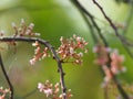 Pink flower Averrhoa carambola star fruit Magnoliophyta Royalty Free Stock Photo