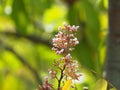 Pink flower Averrhoa carambola star fruit Magnoliophyta Royalty Free Stock Photo