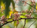 Pink flower Averrhoa carambola star fruit Magnoliophyta Royalty Free Stock Photo