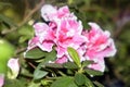 Pink flower of Azalea flowering shrubs in the genus Rhododendron. Far East, Russia. Royalty Free Stock Photo